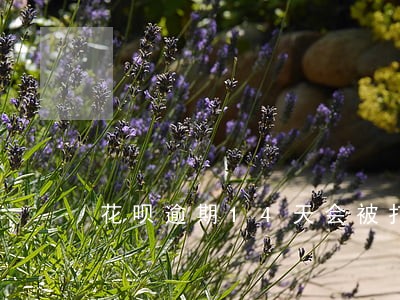 花呗逾期14天会被打电话催吗 花呗逾期14天会被打电话催吗
