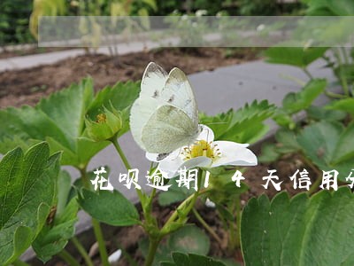 花呗逾期14天信用分被扣73分 花呗逾期14天信用分被扣73分