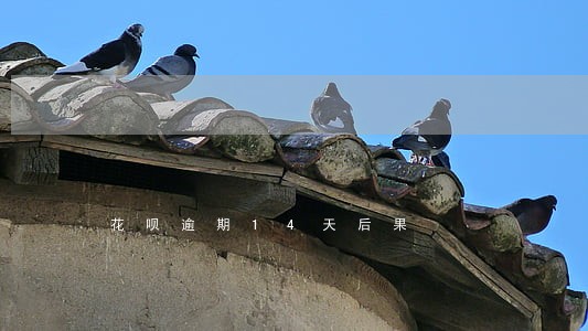 花呗逾期14天后果 花呗逾期14天后果