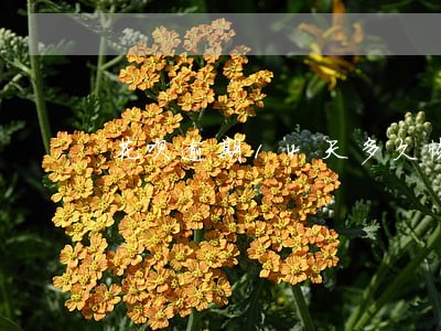 花呗逾期14天多久恢复 花呗逾期14天多久恢复