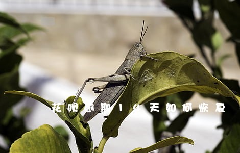 花呗逾期14天如何恢复 花呗逾期14天如何恢复