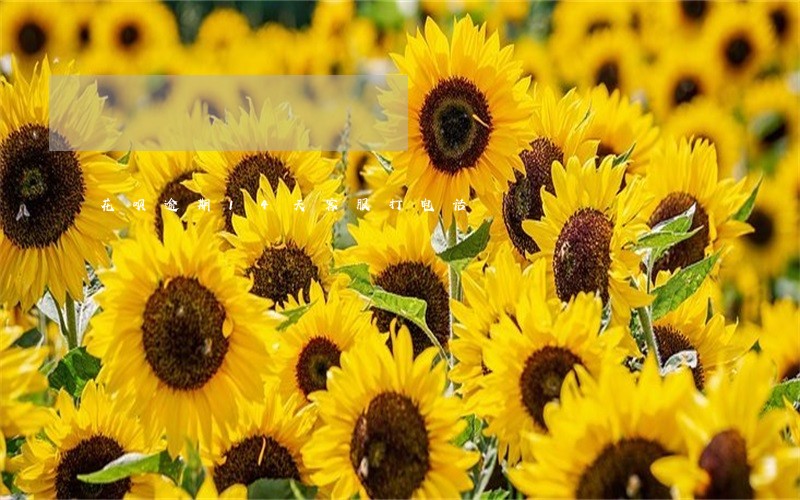 花呗逾期14天客服打电话 花呗逾期14天客服打电话