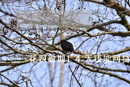 花呗逾期14天还能网贷吗 花呗逾期14天还能网贷吗