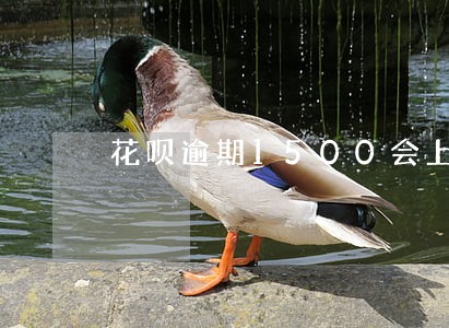 花呗逾期1500会上门吗 花呗逾期1500会上门吗