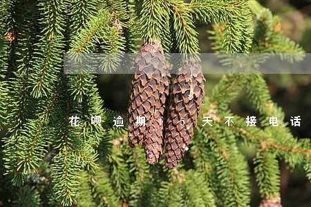 花呗逾期15天不接电话 花呗逾期15天不接电话