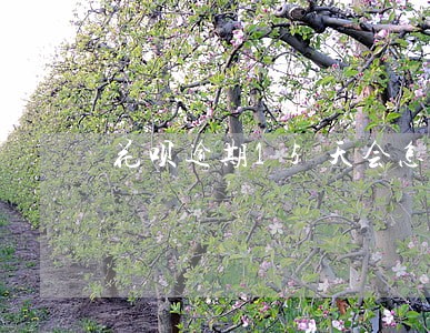 花呗逾期15天会怎么样 花呗逾期15天会怎么样