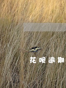 花呗逾期1600说要上门 花呗逾期1600说要上门