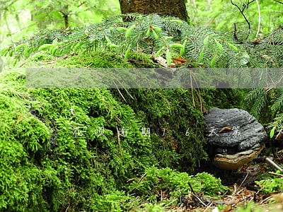 花呗逾期16天第二天恢复 花呗逾期16天第二天恢复