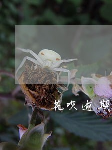 花呗逾期16天要还全款吗 花呗逾期16天要还全款吗