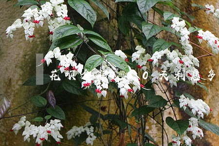 花呗逾期180天利息多少钱