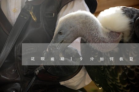 花呗逾期19分如何恢复 花呗逾期19分如何恢复