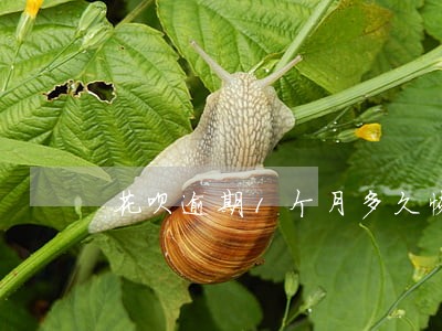 花呗逾期1个月多久恢复