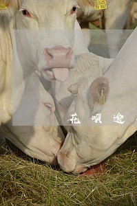 花呗逾期1个月多久能恢复 花呗逾期1个月多久能恢复