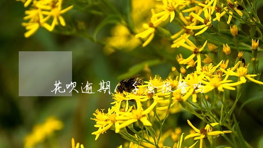 花呗逾期1千会报警吗 花呗逾期1千会报警吗