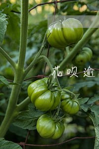 花呗逾期1千块钱一年了 花呗逾期1千块钱一年了