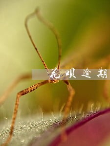 花呗逾期1千能买车吗 花呗逾期1千能买车吗