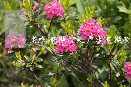 花呗逾期1天产生逾期费吗 花呗逾期1天产生逾期费吗