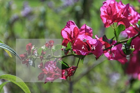花呗逾期1天信用不涨了 花呗逾期1天信用不涨了