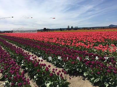 花呗逾期1天没事吧 花呗逾期1天没事吧