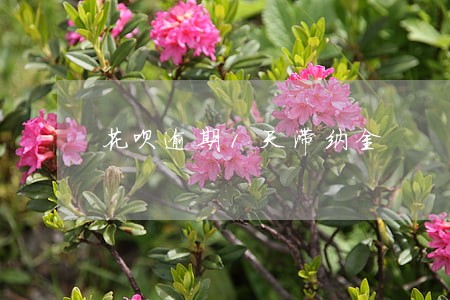 花呗逾期1天滞纳金 花呗逾期1天滞纳金
