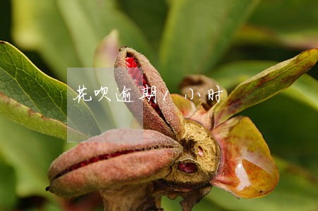 花呗逾期1小时