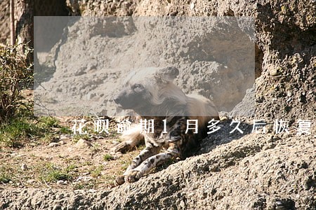 花呗逾期1月多久后恢复 花呗逾期1月多久后恢复