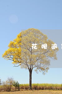 花呗逾期200元会有律师函吗 花呗逾期200元会有律师函吗