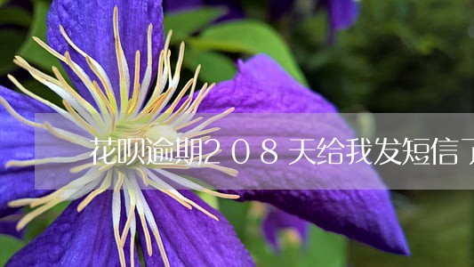 花呗逾期208天给我发短信了 花呗逾期208天给我发短信了