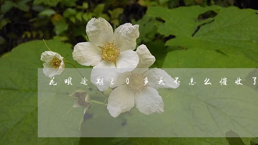 花呗逾期20多天不怎么催收了