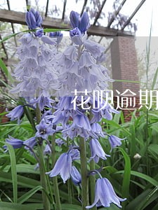 花呗逾期20天了发短信了