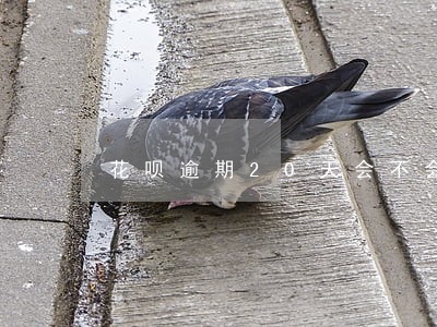 花呗逾期20天会不会有事