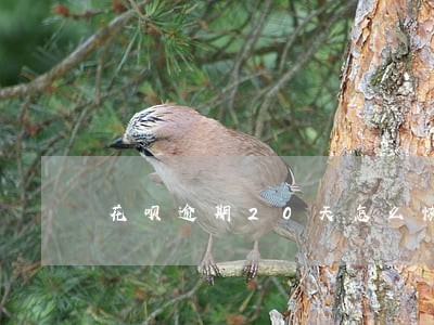 花呗逾期20天怎么恢复正常 花呗逾期20天怎么恢复正常