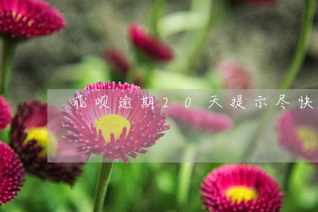 花呗逾期20天提示尽快还款 花呗逾期20天提示尽快还款