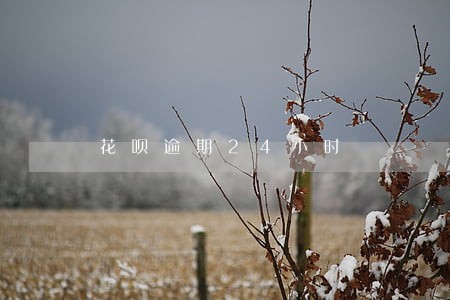 花呗逾期24小时 花呗逾期24小时