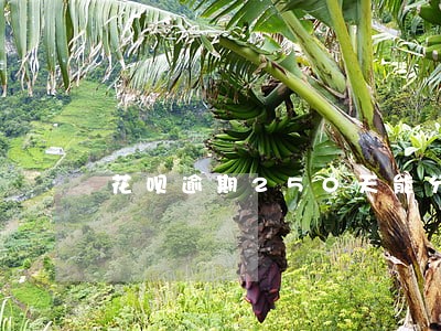花呗逾期250天能分期还吗 花呗逾期250天能分期还吗