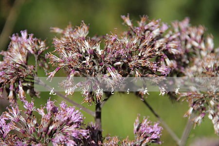 花呗逾期25天后果 花呗逾期25天后果