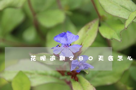 花呗逾期280天会怎么样