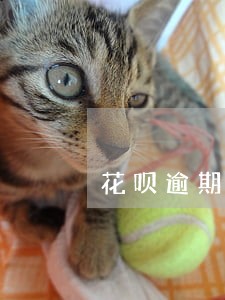 花呗逾期2个月多久能恢复 花呗逾期2个月多久能恢复