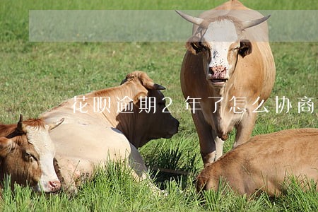花呗逾期2年了怎么协商还本金 花呗逾期2年了怎么协商还本金