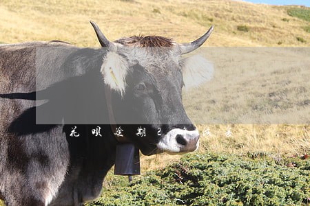 花呗逾期2年恢复 花呗逾期2年恢复