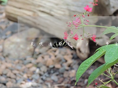 花呗逾期3000多会上门吗 花呗逾期3000多会上门吗
