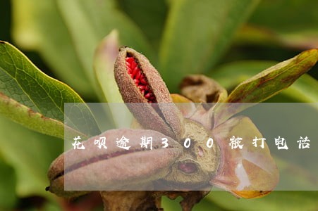 花呗逾期300被打电话 花呗逾期300被打电话