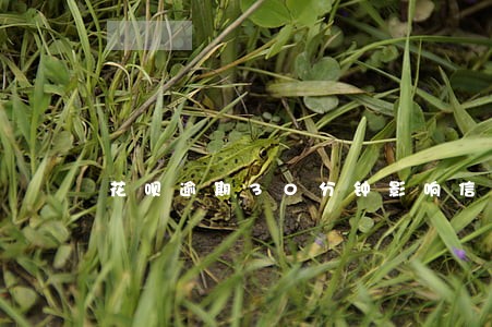 花呗逾期30分钟影响信用么 花呗逾期30分钟影响信用么