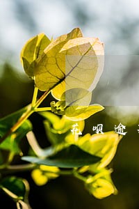花呗逾期30天会打公司电话么 花呗逾期30天会打公司电话么