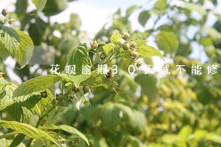 花呗逾期30天就不能修复了吗 花呗逾期30天就不能修复了吗
