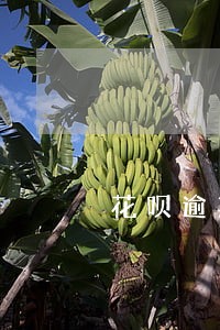 花呗逾期30天有机会恢复吗 花呗逾期30天有机会恢复吗