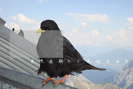 花呗逾期30天被冻结怎么解封 花呗逾期30天被冻结怎么解封