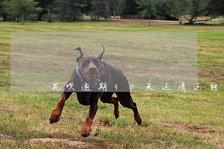 花呗逾期30天还清还能用 花呗逾期30天还清还能用