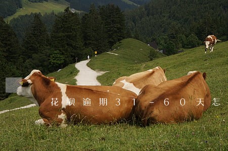 花呗逾期31-60天怎么恢复 花呗逾期31-60天怎么恢复