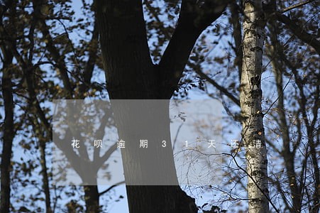 花呗逾期31天还清 花呗逾期31天还清